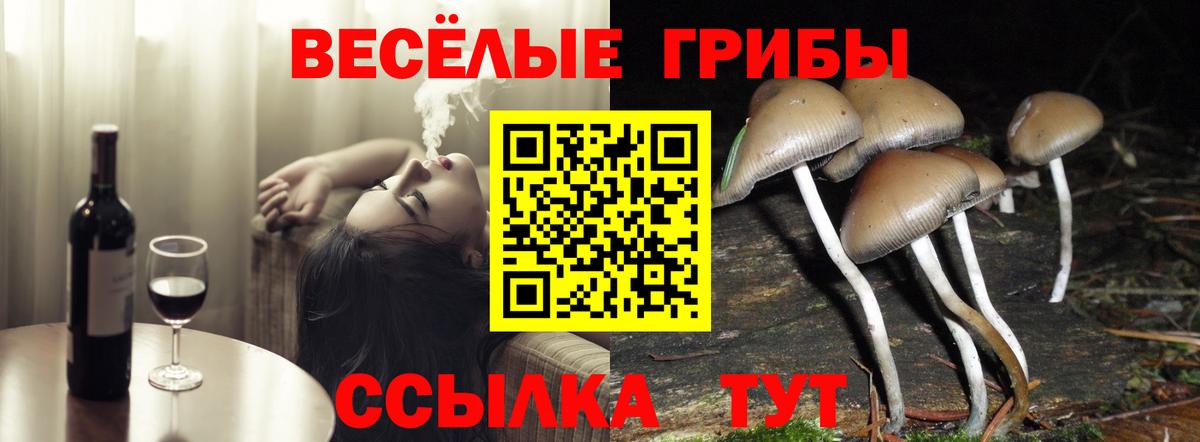 Псилоцибиновые грибы Psilocybine cubensis Чусовой